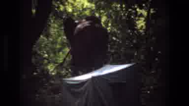 Angola (1969): Two Tusked Elephants Walking Through Trees And Leaves In A Forest