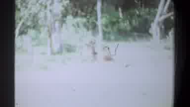 Kenya (1969): A Poor Quality Depiction Of Some Kind Of Animal Sitting In A Field