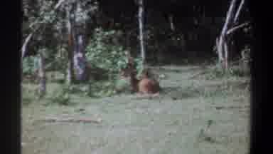 Kenya (1969): Brown Animal Lays On The Ground In The Shade On Green Grass