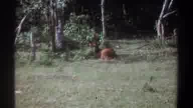 Kenya (1969): Deer With Horns Camouflaged Laying Down In Forest Out Of Focus
