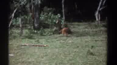Kenya (1969): View Of Deer Resting In Grass Looking At Camera Man
