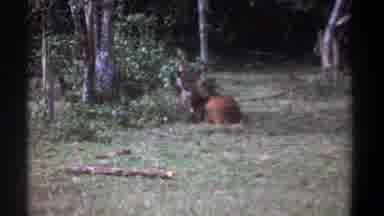 Kenya (1969): The Deer Is Waiting For Food In The Forest