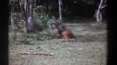 Kenya (1969): Deer Sleeps In The Wilderness