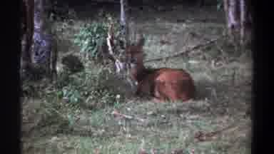 Kenya (1969): Deer In The Field Lying Down Eating Grass Being Filmed From Afar Not