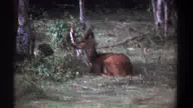 Kenya (1969): A Deer In The Pasture Of A Very Beautiful Forest And He Looks At The