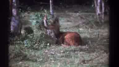 Kenya (1969): Roaming Cattle And Calm Deer Study Each Other