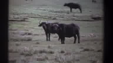 Kenya (1969): Animals Field Outdoors Farm Free Open Horns Bull Mammals Buffalo