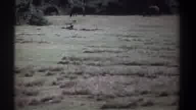 Kenya (1969): The Cows Are Eating In Grass With The Forest Land