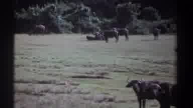 Kenya (1969): Huge Buffaloes Eating Grass On The Fields