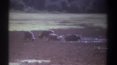 Kenya (1969): Wild Cows Outside In The Morning Enjoying Food And Mud