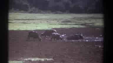 Kenya (1969): Grazing Cows Cooling In The Wet Muds