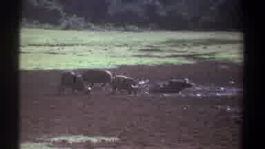 Kenya (1969): Farm Animals In The Mud