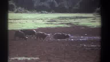 Kenya (1969): Cows In The Mud