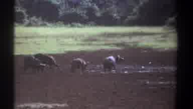 Kenya (1969): Appears To Be Water Buffalo In Wild In Muddy Area