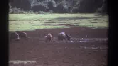 Kenya (1969): Large Cows Basking In The Wet Mud