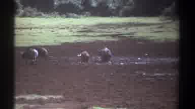 Kenya (1969): The Animals Are Searching Food In The Garden