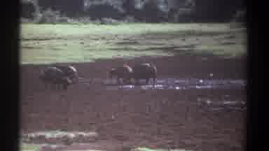 Kenya (1969): Video Of A Beach In Summer