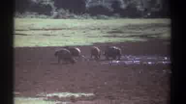 Kenya (1969): Cattle In Mud Pit Roaming Then In Grass Staring Into Camera