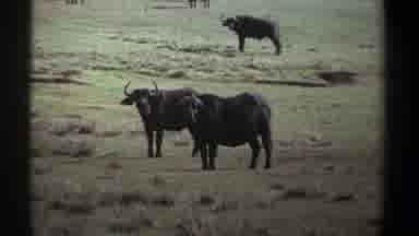 Kenya (1969): Cows In A Field