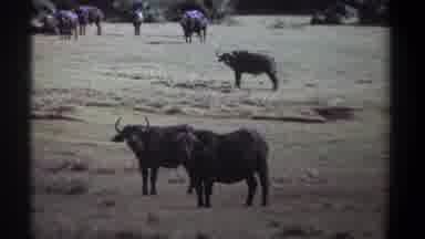Kenya (1969): Bison Grazing In A Field With Many Other While Walking Around And