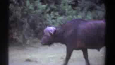 Kenya (1969): Yak Walking In Field Looking At Camera