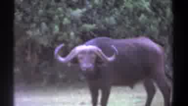 Kenya (1969): Stationary African Buffalo Watches The Camera On A Meadow With Trees