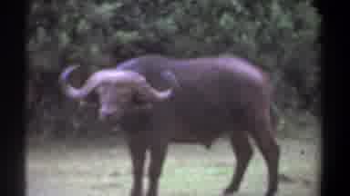Kenya (1969): Water Buffalo Asian Buffalo Roaming Wild Endangered Bovine Southeast