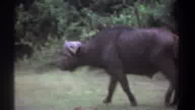 Kenya (1969): Black Buffalo Roaming Trees Grass Wildlife Looking Confused Day Time