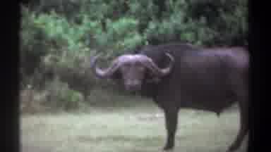 Kenya (1969): A Buffalo Is Standing In The Forest Looking Some There