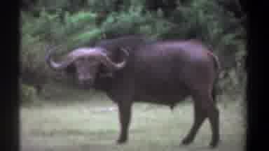 Kenya (1969): Guys Quit Watching You Know I Have A Shy Bladder