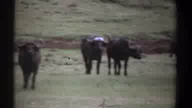 Kenya (1969): Animals Nature Special Moments Happiness Future