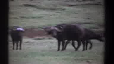 Kenya (1969): Cape Buffalo Grazing