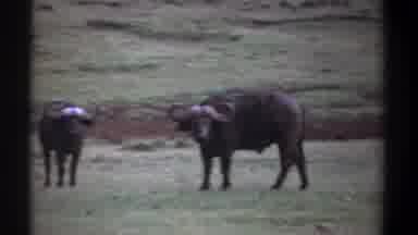 Kenya (1969): The Buffalo Were Roaming In The Forest And Searching For The Food