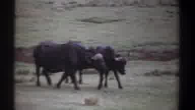 Kenya (1969): Three Water Buffalo Roaming On Grassland