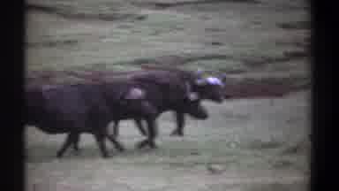 Kenya (1969): Buffaloes Are Walking In The Land