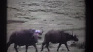 Kenya (1969): Three Water Buffalo Meander In Meadow While Looking At Camera