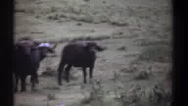 Kenya (1969): Scenes Of Water Buffalo And Elephants In A Wild Savannah