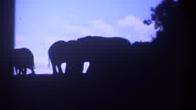 Kenya (1969): Elephants Grazing At Dusk In Silhouette