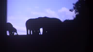 Kenya (1969): The Elephants Are Walking And Playing In The Nature Place