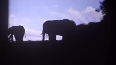 Kenya-1969: Silhouetted Elephants Walking Across Savanna