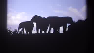 Kenya (1969): Elephant Standing In The Forest