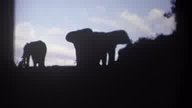 Kenya (1969): Happy Pack Of Elephants Hanging Around Eating Outside Nature At