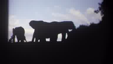 Kenya (1969): Elephants In The Wild