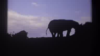 Kenya (1969): One Person Casting The Elephants Eating In The Forest Using By