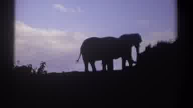 Kenya (1969): Majestic, They Have Memories That Span Generations, Parents On Four