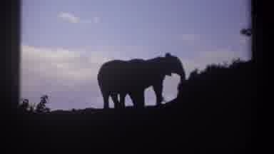 Kenya-1969: Two Elephants Standing Silhouetted on a Hillside