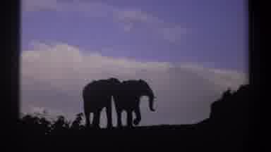 Kenya (1969): Elephants Walking Together
