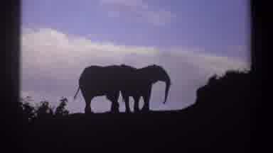 Kenya (1969): Pair Of Elephant Silhouettes Against Twilight Cloudy Background At