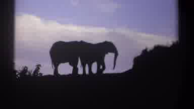 Kenya (1969): What Happens In The Jungle Stays In The Jungle, Elephants At Night