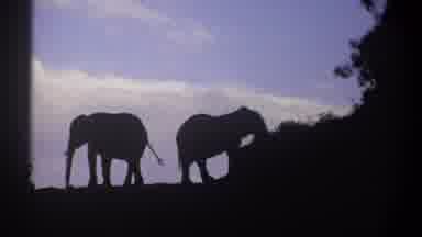 Kenya (1969): Two Elephants In A Mountain, Interacting With Each Other While They